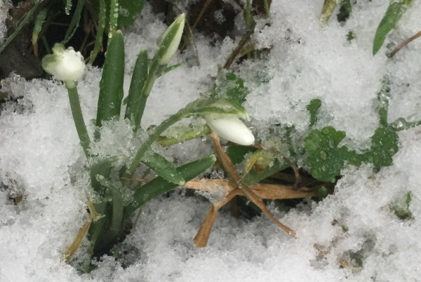 Des perce-neige pointent leur nez